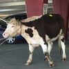 Video: Runaway Cow Escapes Queens Slaughterhouse, Can't Escape Death